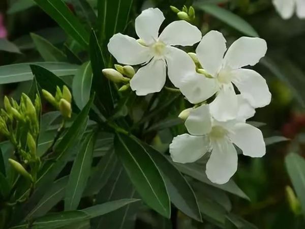 家里那么多花花草草，你真的种对了吗？