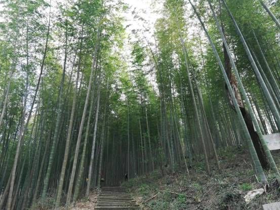 ▲馨安床垫福建竹林种植科研基地