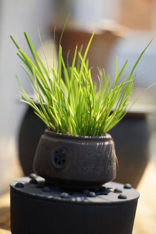 医生说这3种植物细菌都怕,家里一定要摆上!尤其是年轻人!