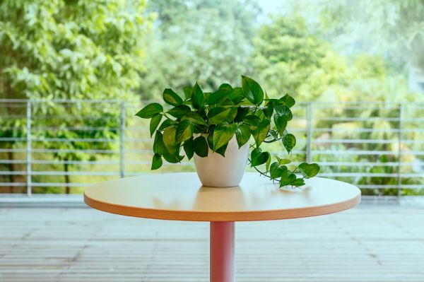 家里绿植一定要有它们,能吸二手烟还能镇宅!真是太厉害了!