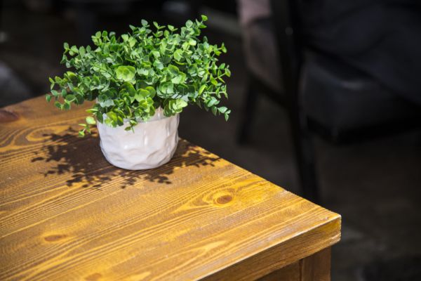 客厅种植花草建议选这2种,不仅能招财镇宅,还能净化室内甲醛