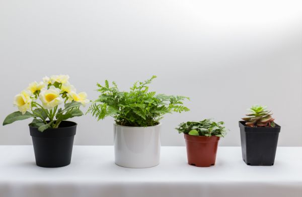 这6种绿植更适合家养,不仅有好的寓意,而且还能旺财