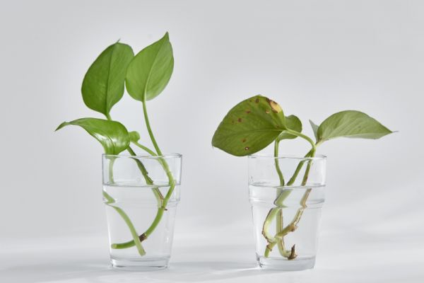 冬季养这5种植物更适合,不怕被冻死,真的是太靠谱了