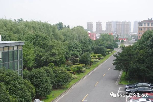  森林之星文化地板总部办公环境