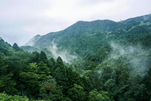 多角度协同发力，大自然家居实现实木地板销量六连冠